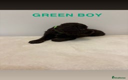 Cocker Spaniel dogs for sale: Gorgeous Full Cocker Spaniel Pups  - Image 9