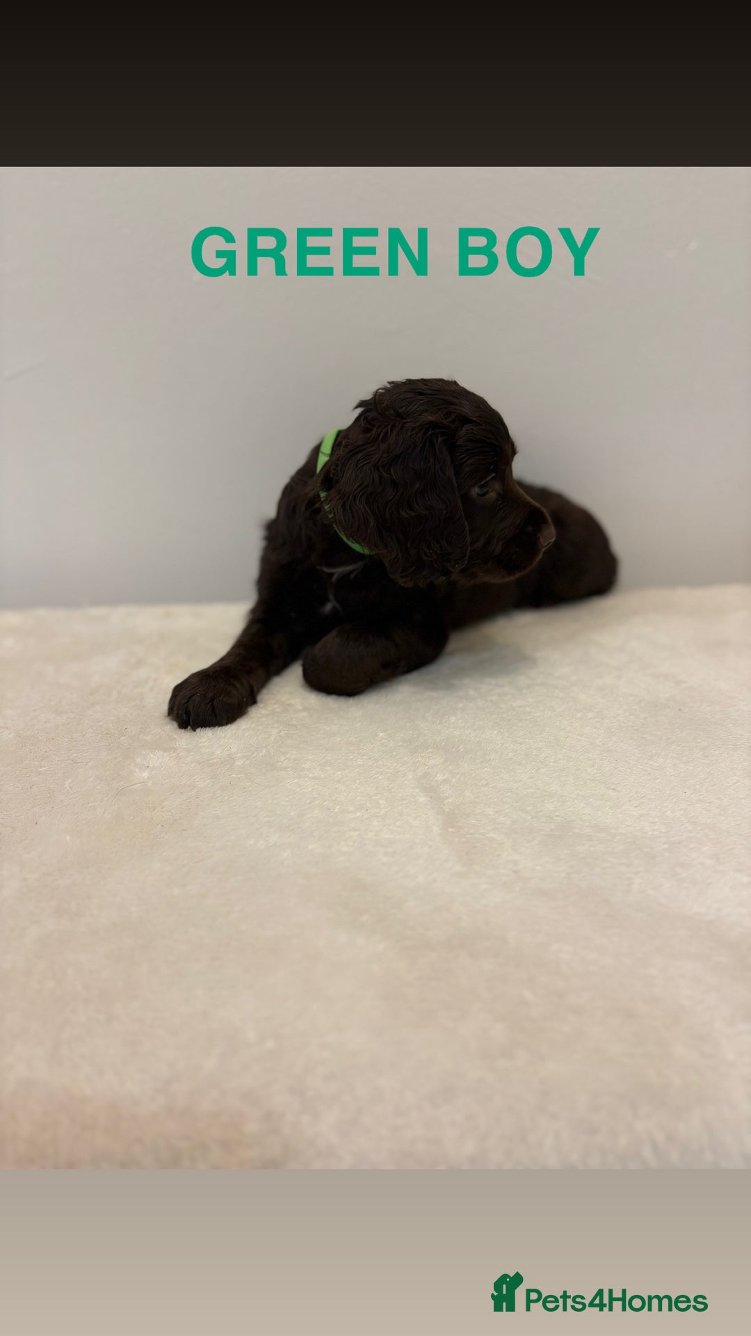 Cocker Spaniel dogs for sale: Gorgeous Full Cocker Spaniel Pups  - Image 9