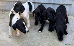 Cocker Spaniel dogs for sale: Cocker Spaniel Puppies  - Image 8