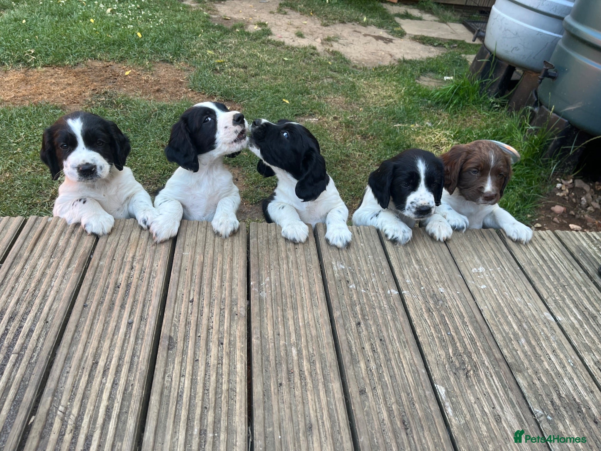 English Springer Spaniel dogs Springer spaniel pups  - Advert 15