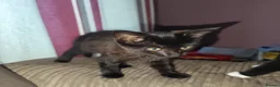 Mixed Breed cats for sale: Kitten's for sale  - Advert 5
