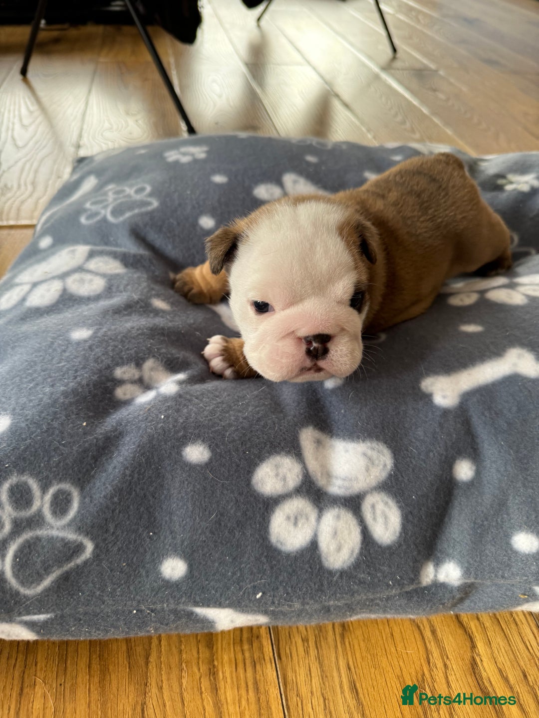 English Bulldog dogs for sale: English bulldog pups available 1/12/25 - Image 6
