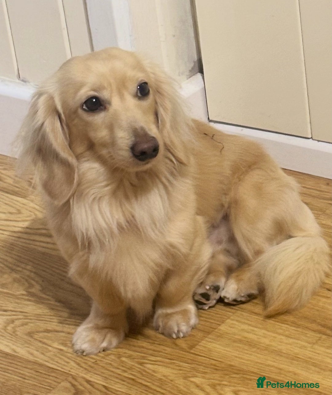Miniature Dachshund dogs for stud: ee Cream Longhaired Miniature Dachshund for Stud in Helensburgh - Advert 11