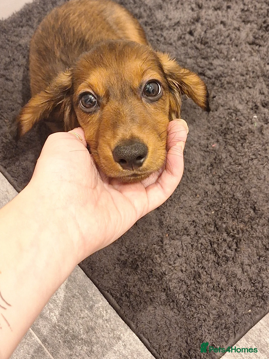 Miniature Dachshund dogs for sale: 6 month miniature long hair dachshund - Advert 20