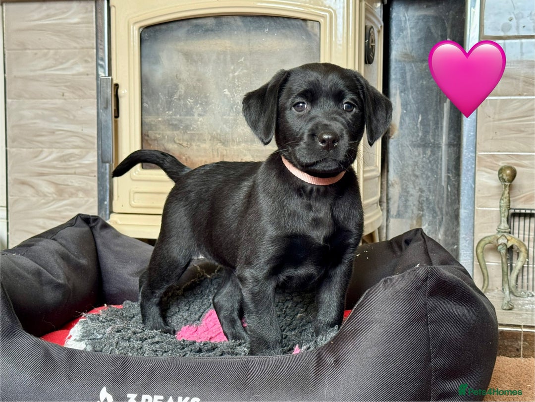 Labrador Retriever dogs for stud: Proven KC Reg Labrador health tested stud in Olney - Advert 30