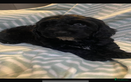 Cockapoo dogs for sale: Beautiful Black Cockapoo Pups - Image 3