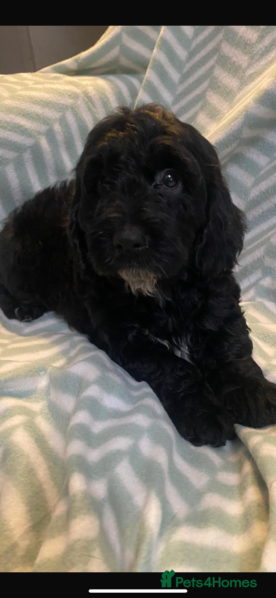 Cockapoo dogs for sale: Beautiful Black Cockapoo Pups - Image 3