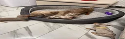 Miniature Dachshund dogs for sale: Miniature dachshund puppy’s  in Bristol - Advert 6