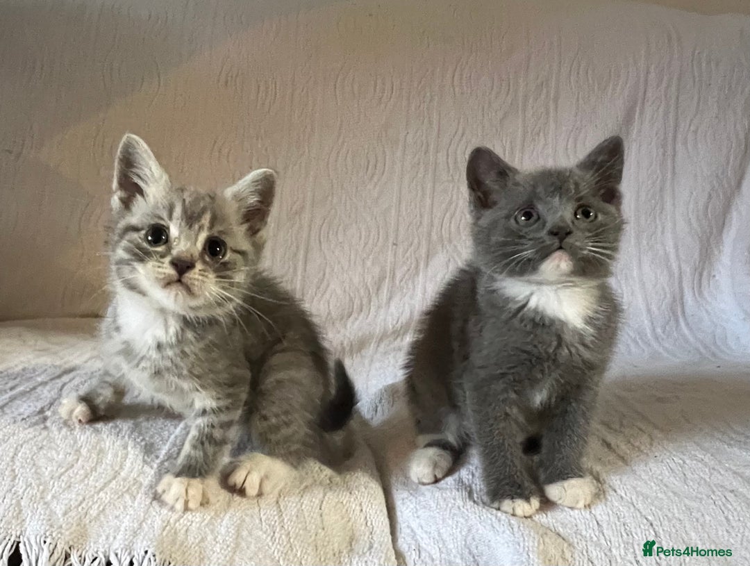 British Shorthair cats for sale: British shorthair kittens  - Image 18