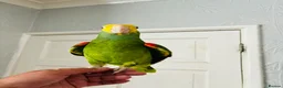 Parrots birds for sale: Yellow Headed Amazon in Stoke-on-Trent - Advert 6