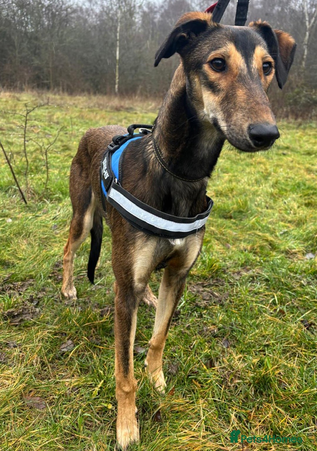 Mixed Breed dogs for adoption: Young Tito wants a new forever home - Advert 2