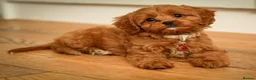 Cavapoo dogs for sale: F1 Red Cavapoo puppies ( health tested) - Advert 15