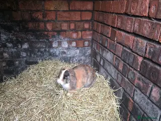 Mini Lop rabbits Mini lop - Advert 18