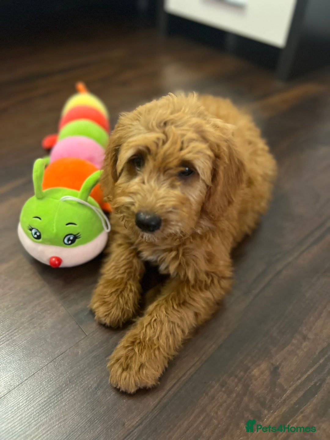 Mini Goldendoodle dogs for sale: GoldenDoodles Date of birth 01.05.2025 - Image 10