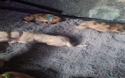 Lurcher dogs for sale: Saluki Lurcher  - Image 26