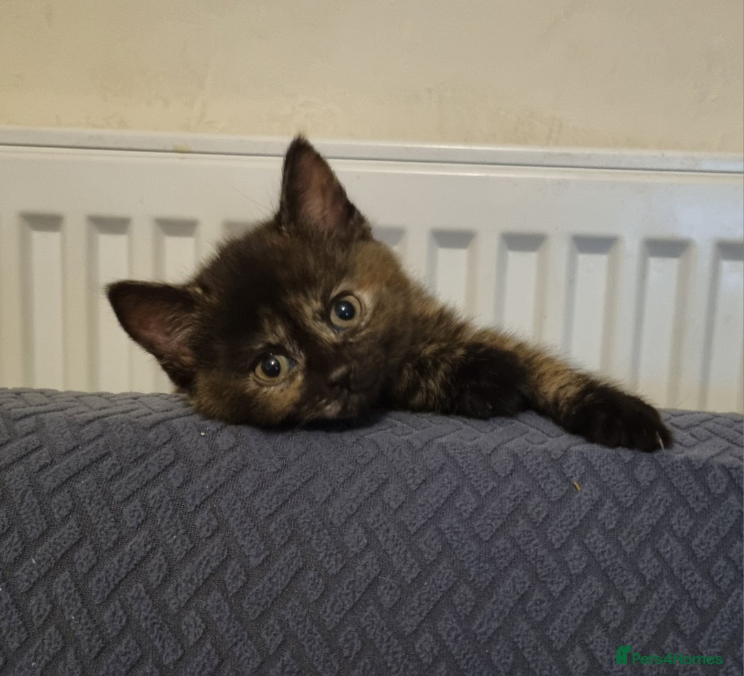 Mixed Breed cats for sale: 5 beautiful kittens for sale - Advert 4