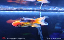 Fancy Goldfish fish for sale: Fancy goldfish Tri colour oranda - Image 5