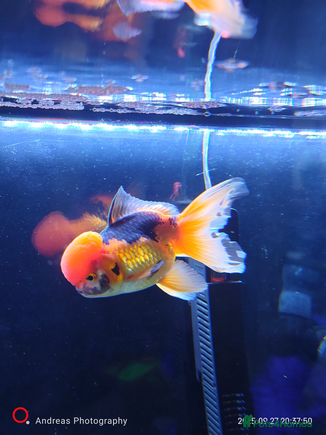 Fancy Goldfish fish for sale: Fancy goldfish Tri colour oranda - Image 5
