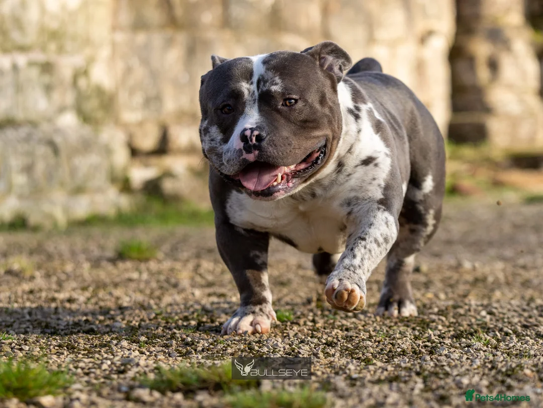 American Bully dogs for stud: ABKC POCKET BULLY STUD - Advert 10