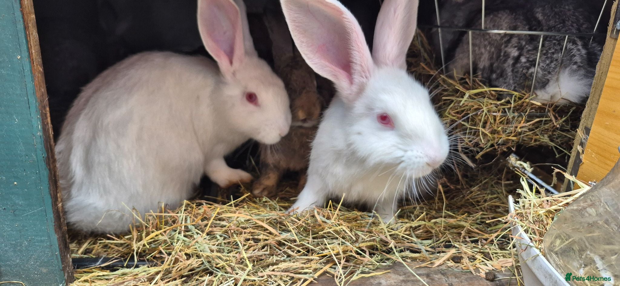 New Zealand rabbits Beautiful New Zealand bunny's  - Advert 1