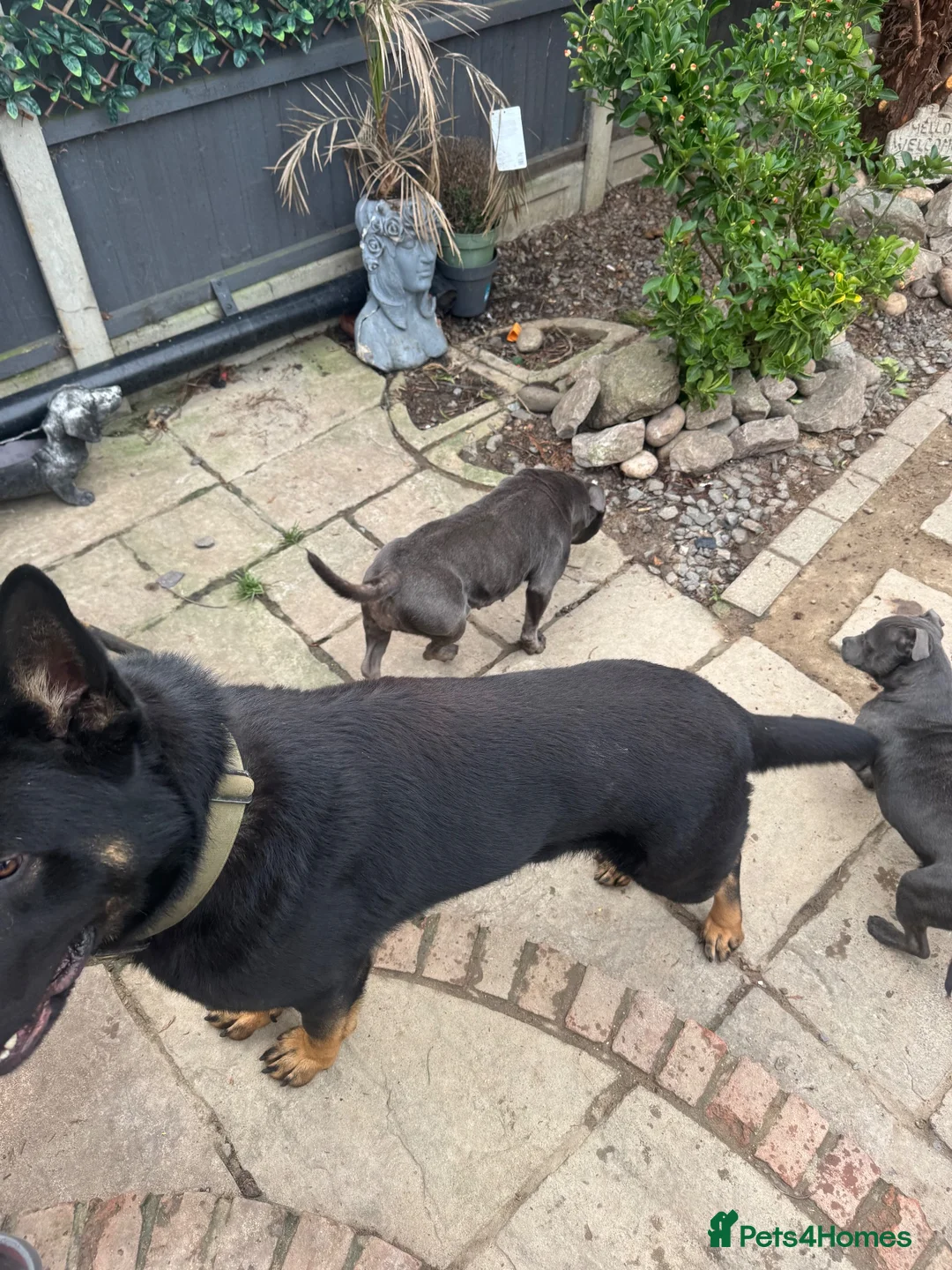German Shepherd dogs for sale: 3years black n tan male security family guard - Advert 2