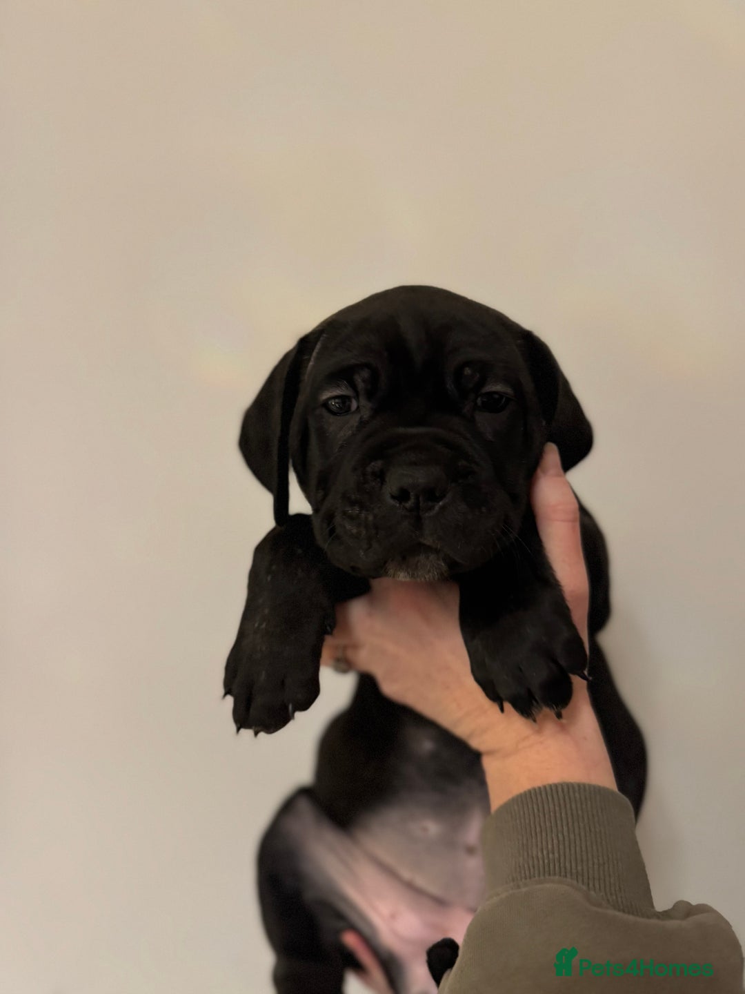 Cane Corso dogs for sale: Cane Corso puppies family reared no expense spared - Advert 34