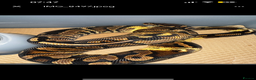 Python Snake reptiles for sale: Ball python group and snake rack setups  - Advert 7