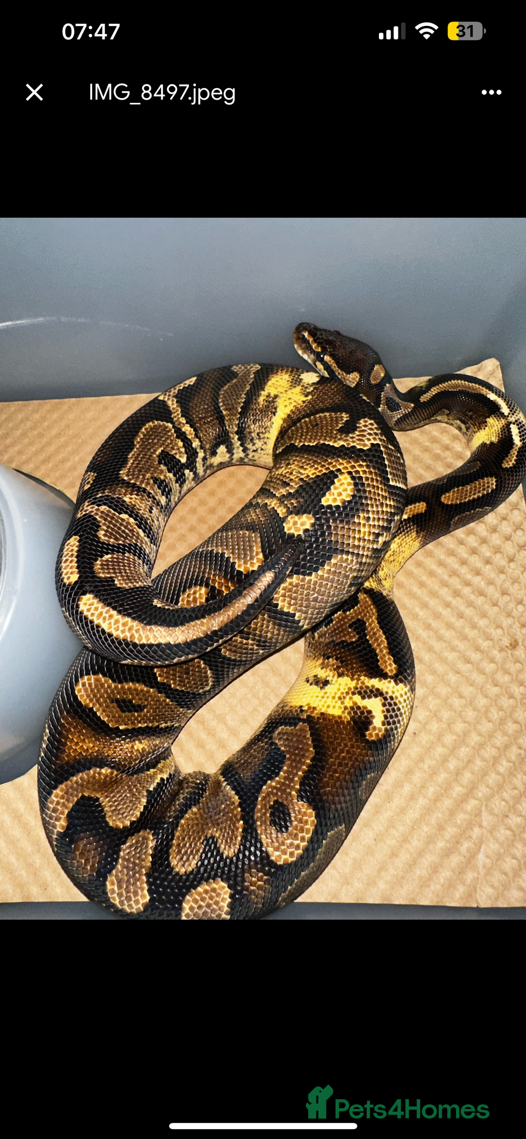 Python Snake reptiles for sale: Ball python group and snake rack setups  - Advert 7