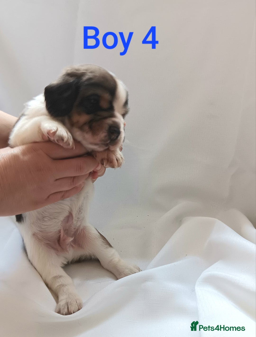 Beagle dogs for sale: Beautiful puppies Available - Image 5