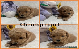 Maltipoo dogs for sale: Gorgeous Malshipoo - Image 5