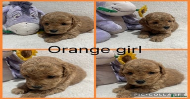 Maltipoo dogs - Advert 4