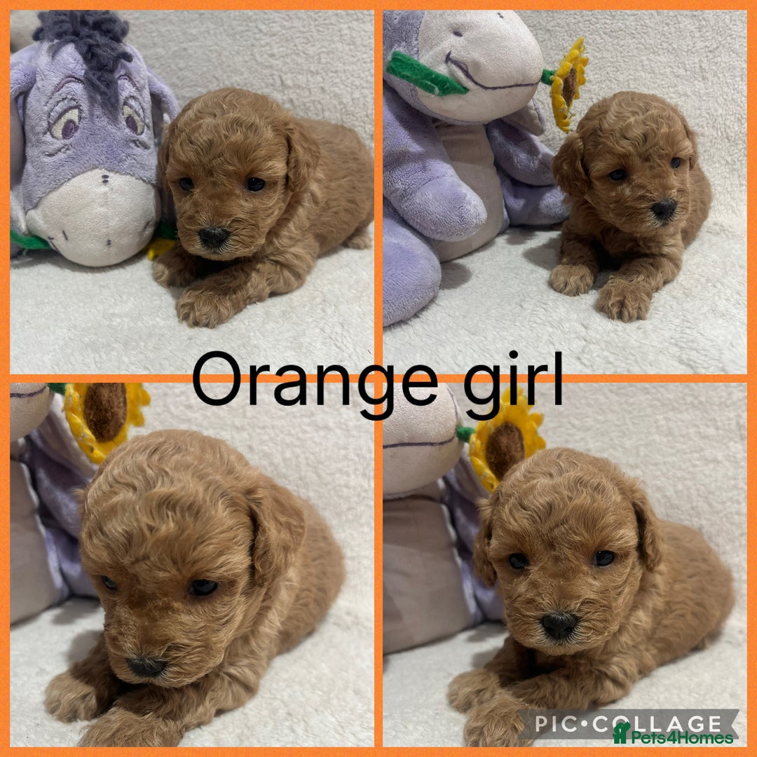 Maltipoo dogs for sale: Gorgeous Malshipoo - Image 5