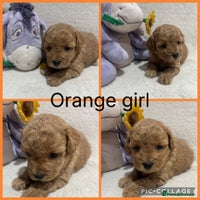 Maltipoo dogs - Advert 4