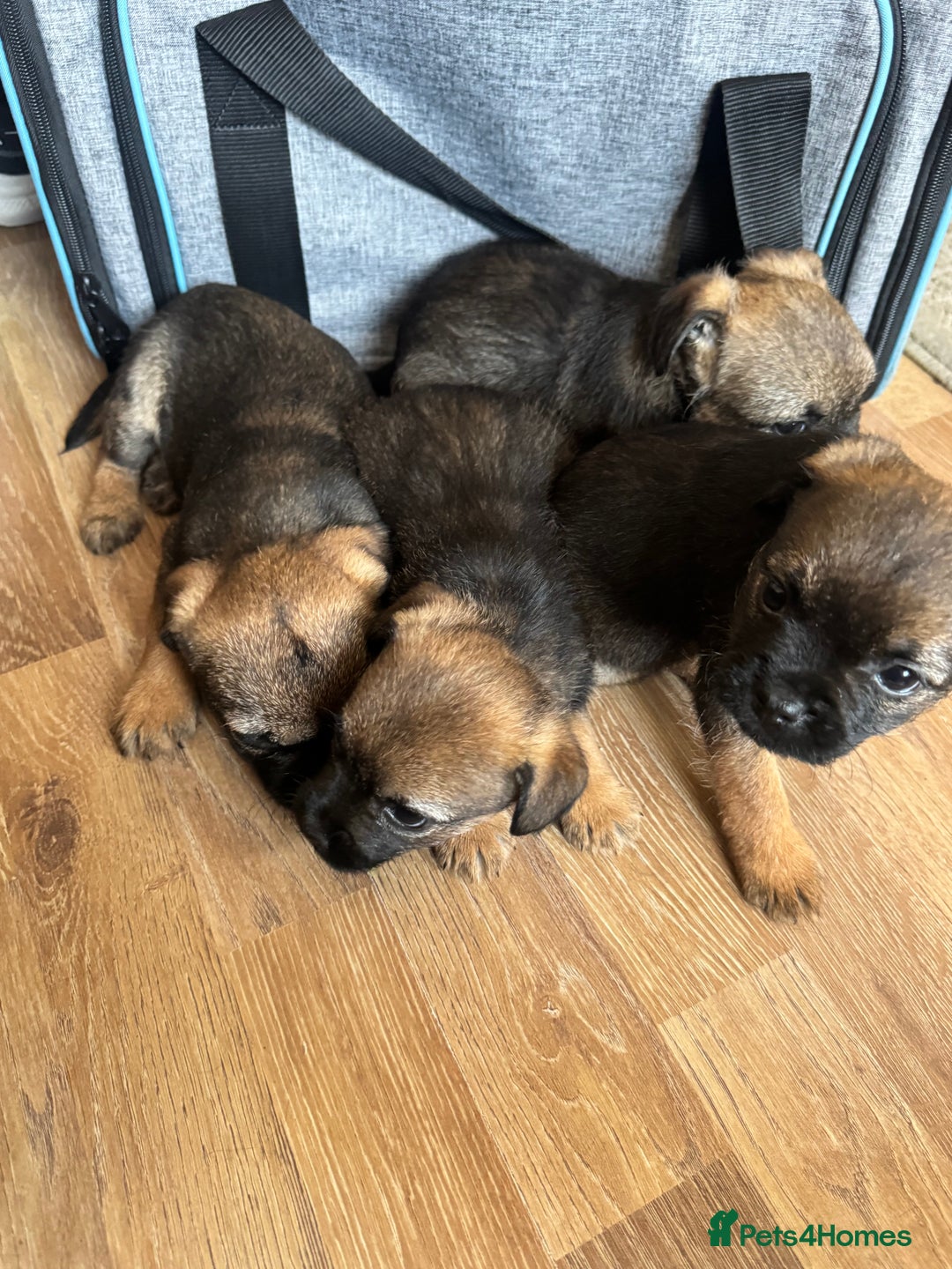 Border Terrier dogs for sale: Stunning litter of 4 border terrier puppies KC reg - Image 11