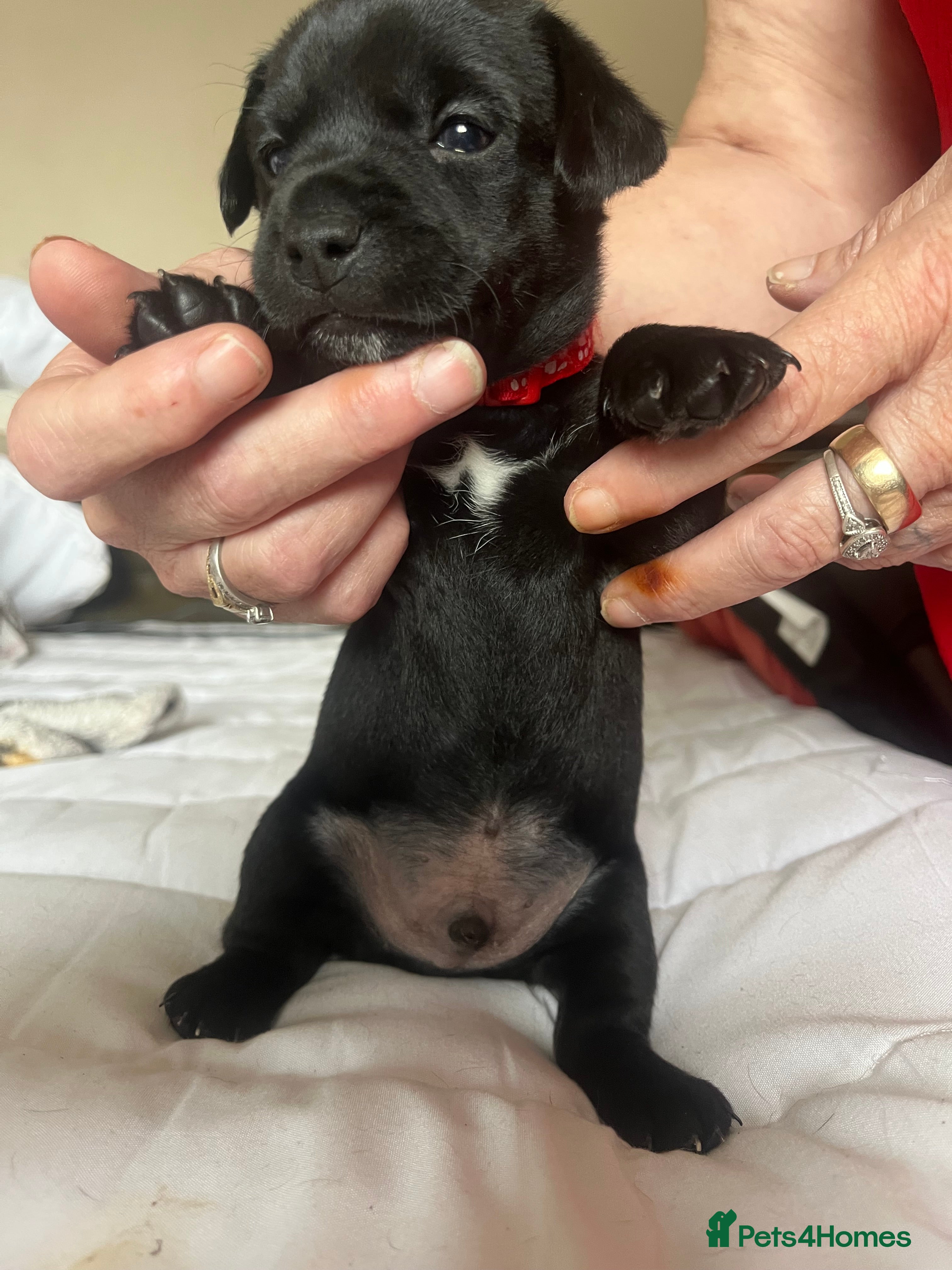 Jack Russell dogs for sale: 🐶 Stunning Jack russell pups  - Advert 2