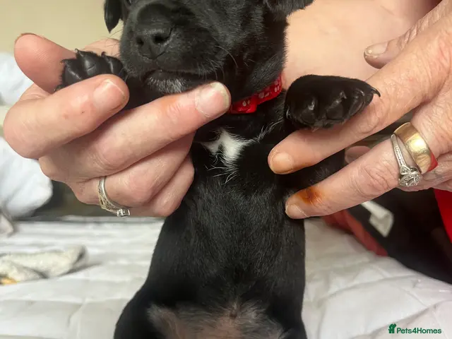Jack Russell dogs for sale: 🐶 Stunning Jack russell pups - Advert 2