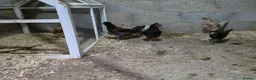Chickens poultry for sale: Farm Chicks , Adult Layers & Cockerels 12 Breeds - Advert 10