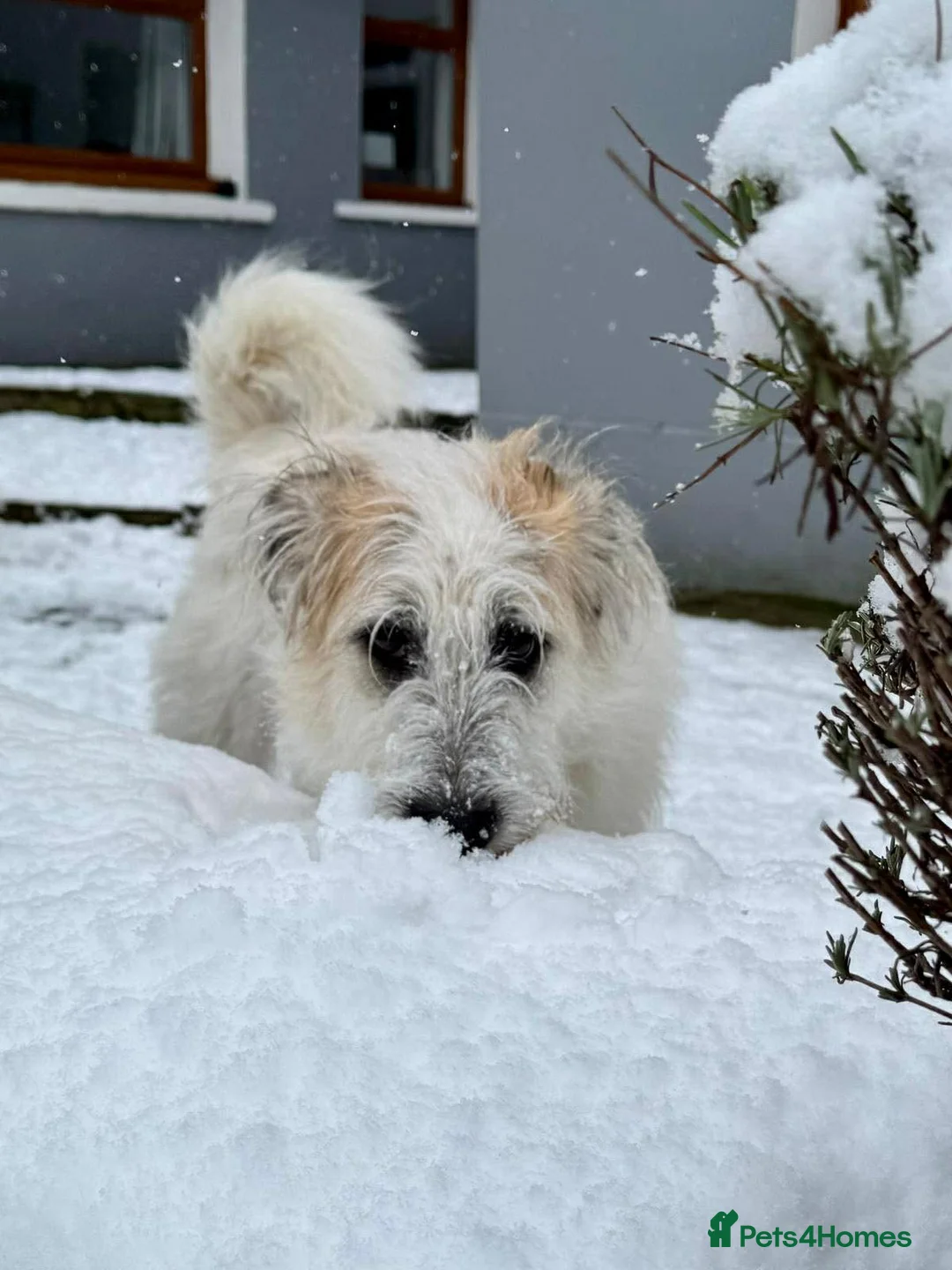 Lurcher dogs for adoption: KALLIE - 1 year, playful/loves dogs/energetic - Advert 22