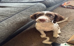 English Springer Spaniel dogs for sale: Liver and white English springer spaniel  - Image 10
