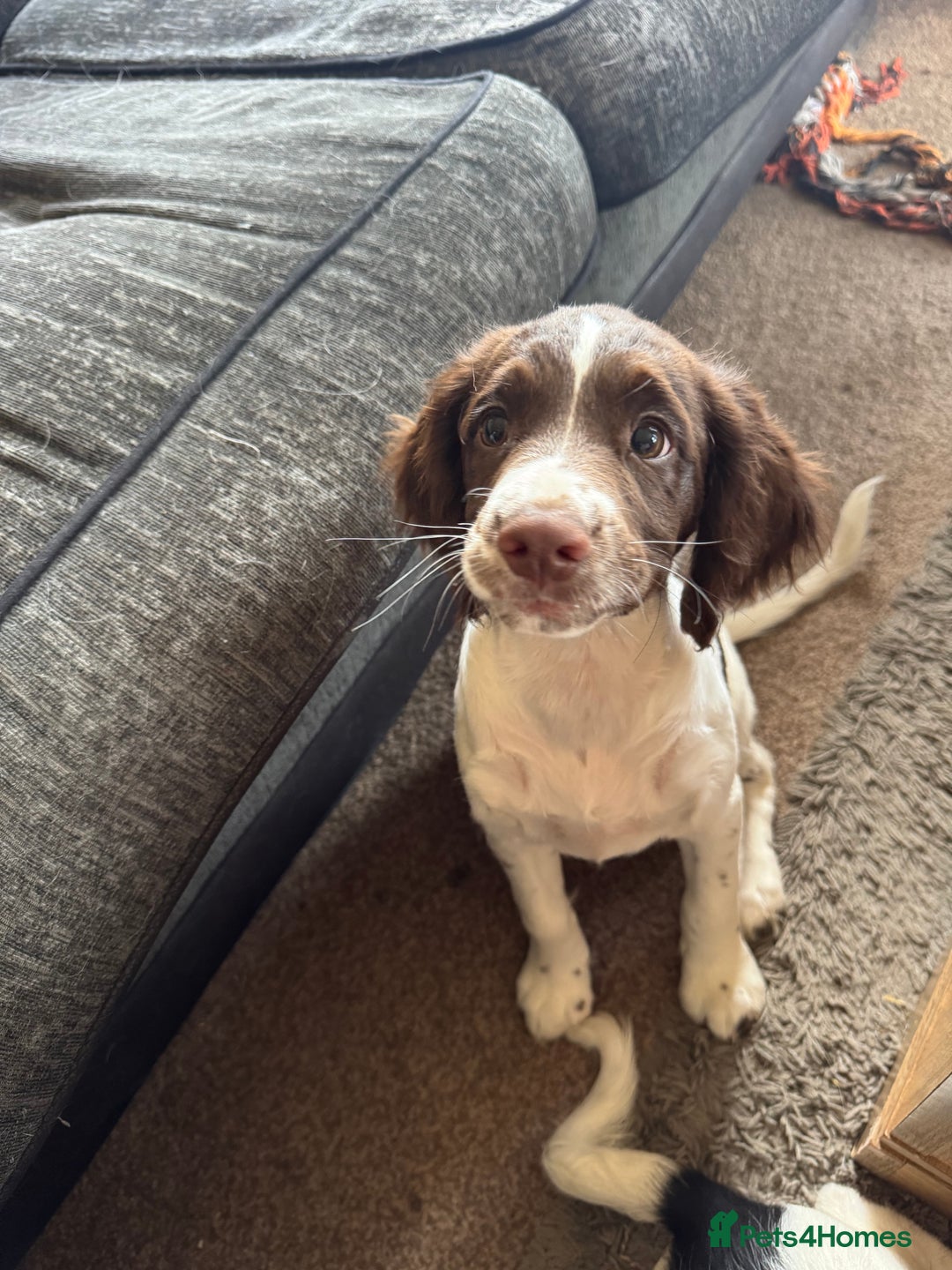 English Springer Spaniel dogs for sale: Liver and white English springer spaniel  - Image 10