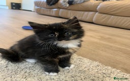 Mixed Breed cats for sale: Two girls and a boy Kuril bobtail mix - Image 17