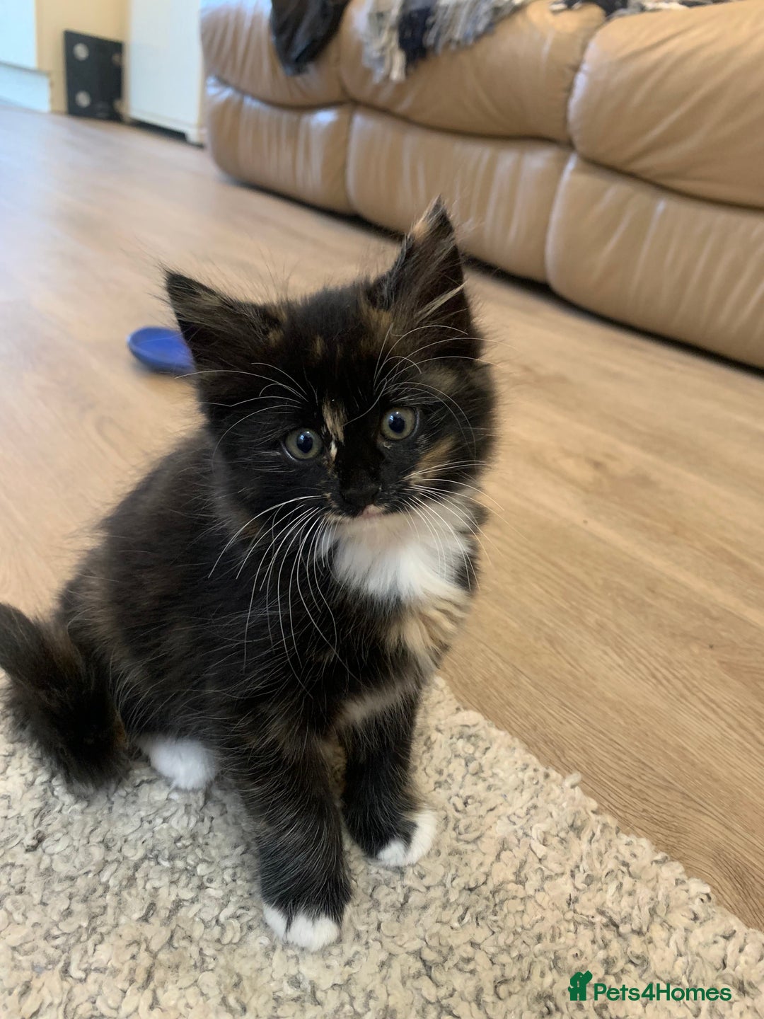 Mixed Breed cats for sale: Two girls and a boy Kuril bobtail mix - Image 17