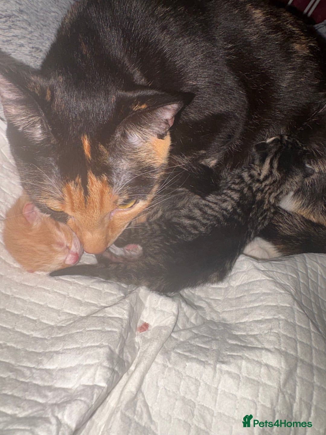 Mixed Breed cats for sale: Newborn kittens  - Advert 10