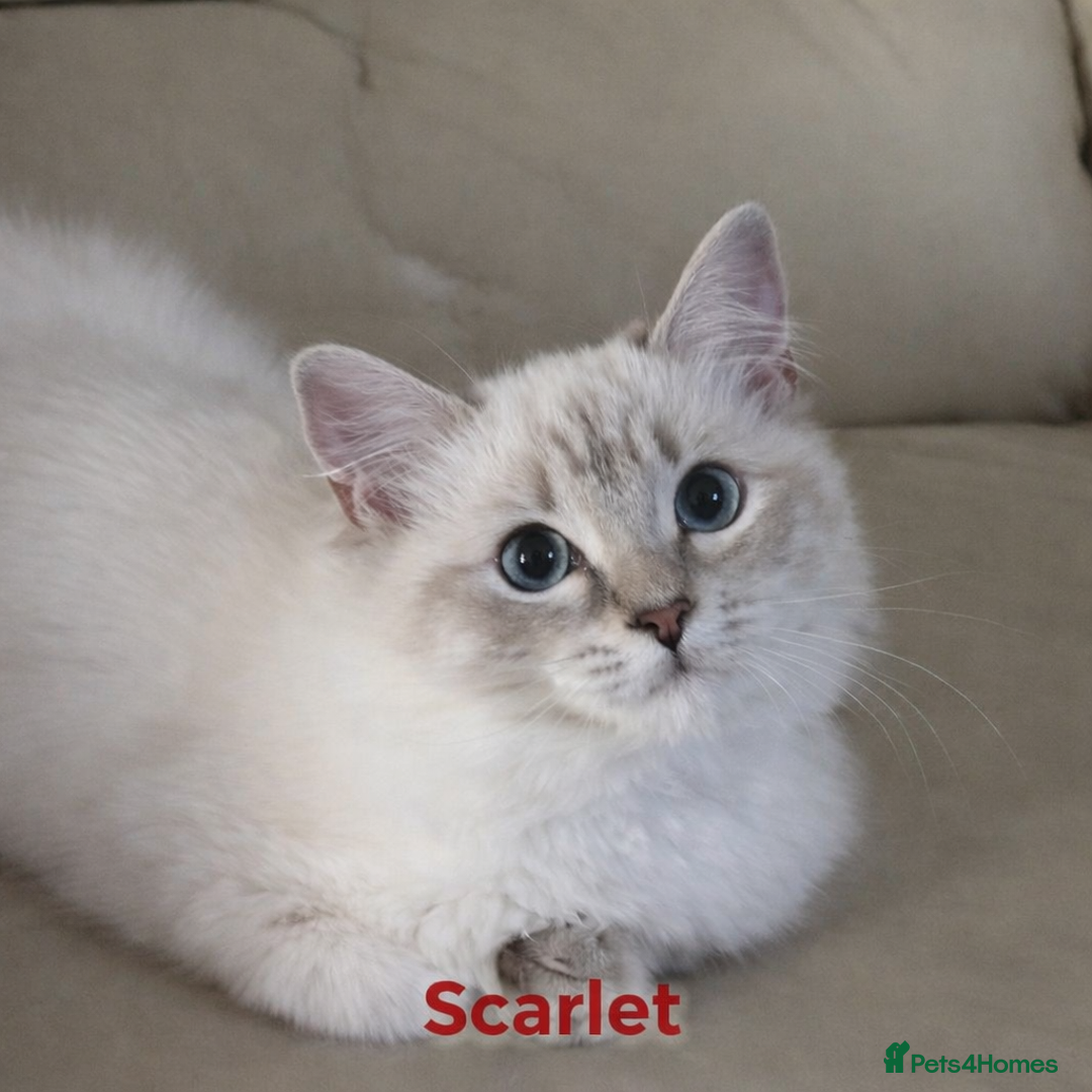 Ragdoll cats for sale: GCCF registered lynx girls ready - Advert 4