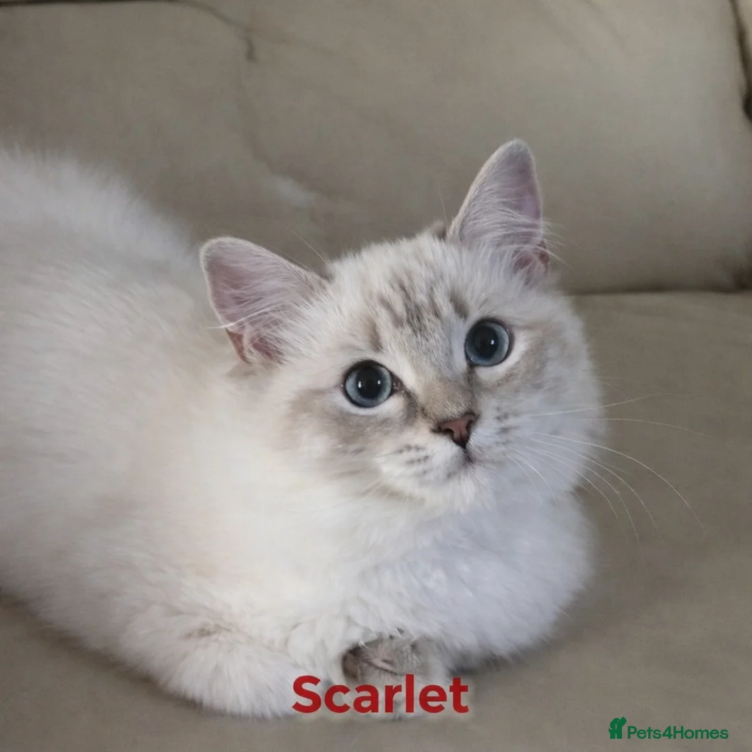 Ragdoll cats for sale: GCCF registered lynx girls ready - Advert 4