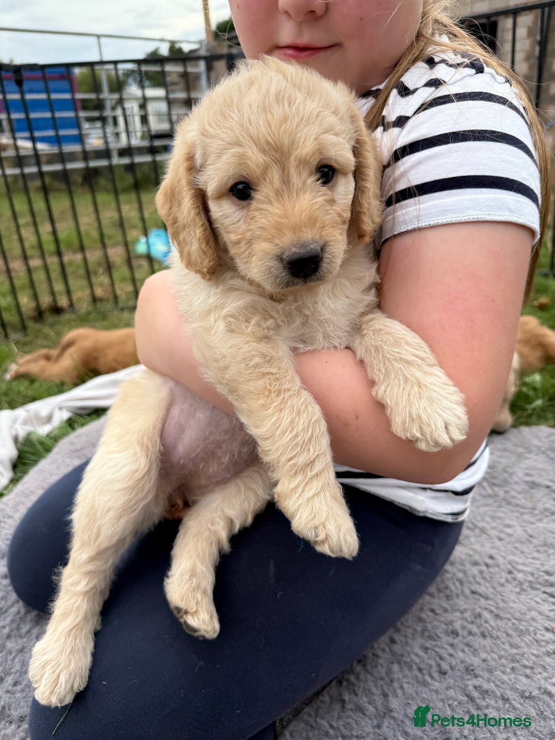 Labradoodle dogs for sale: Health tested chunky and fluffy labradoodles  - Image 23