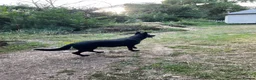 German Shepherd dogs for sale: German shepherd - Advert 5