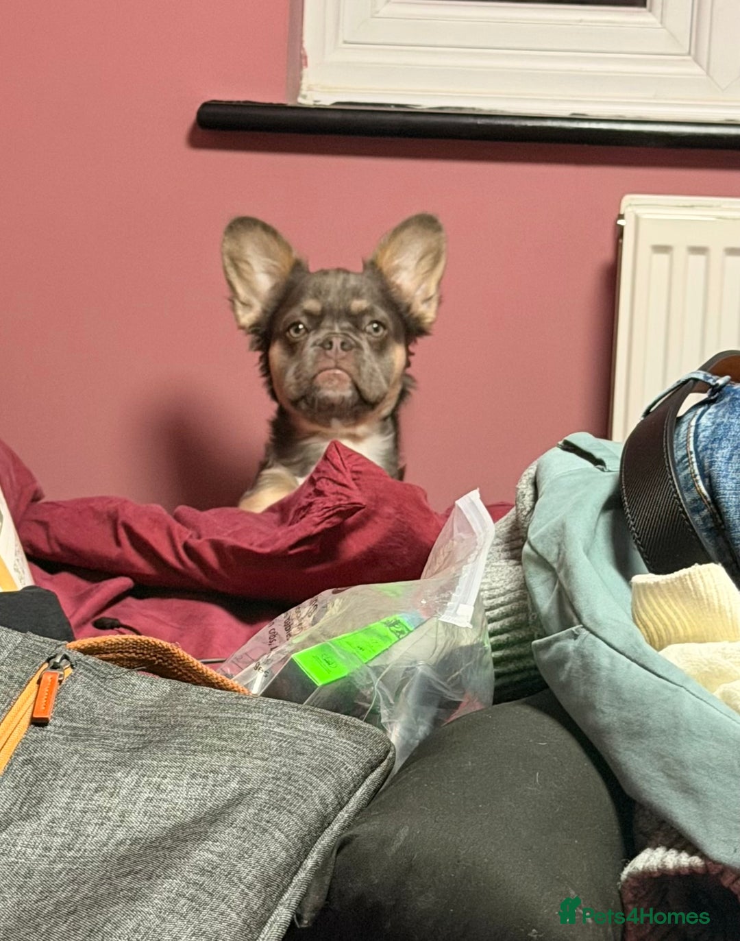 French Bulldog dogs for sale: Buffy the Fluffy Female French Bulldog - Advert 3
