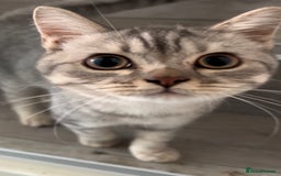 British Shorthair cats for sale: British shorthair cutest kitten - Image 3