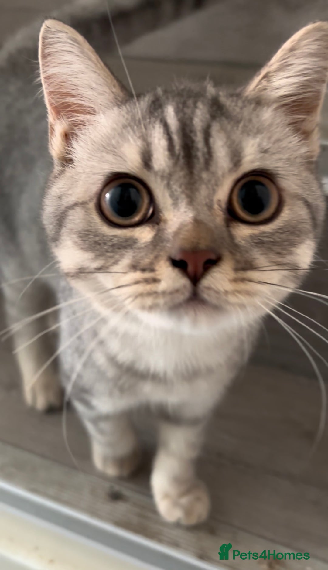 British Shorthair cats for sale: British shorthair cutest kitten - Image 3